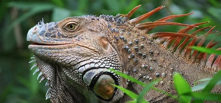 Costa Rica visgebied